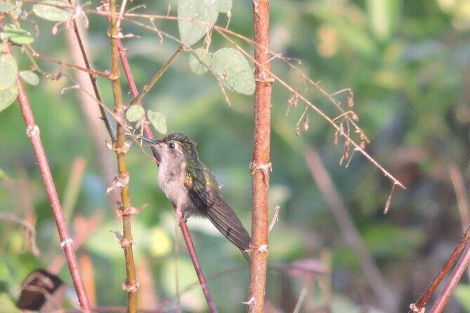 Small-Group Birdwatching Sian Kaan with professional guide - Ebird-style bird list: why the wrap-up helps photos