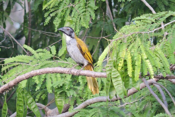 Small-Group Birdwatching Sian Kaan with professional guide - Price and value: is $100 fair for this kind of morning?