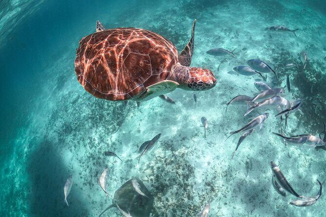 Small Group Tour to Cenote Cave and Sea Turtles snorkeling - Small-group vibe: guides, gear, and a day that stays on track