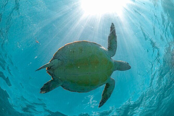 Small Group Tour to Cenote Cave and Sea Turtles snorkeling - Should you book this Cenote Nohoch and Akumal Sea Turtles tour?
