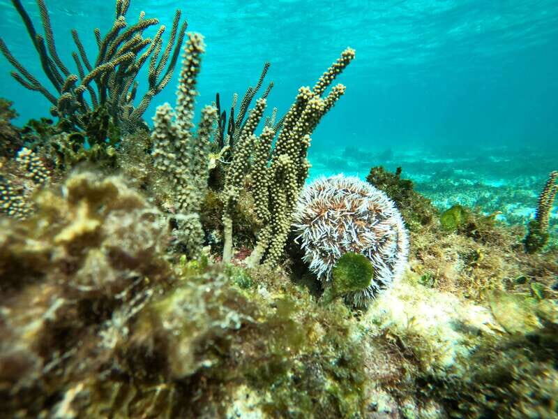 SNORKEL IN TULUM REEF, BOAT RIDE AND CALETA - Key highlights to know before you go