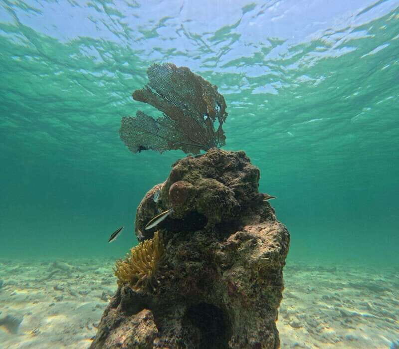 SNORKEL IN TULUM REEF, BOAT RIDE AND CALETA - Small-Group Energy: Why It Makes the Snorkeling Better