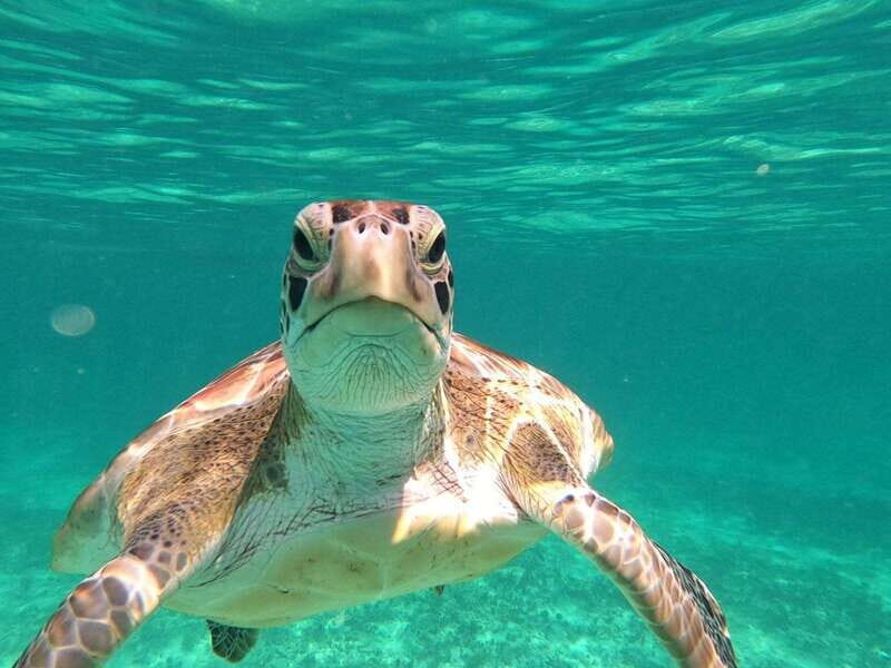 SNORKEL IN TULUM REEF, BOAT RIDE AND CALETA - The National Park Snorkel: Fish, Sea Turtles, and Stingrays