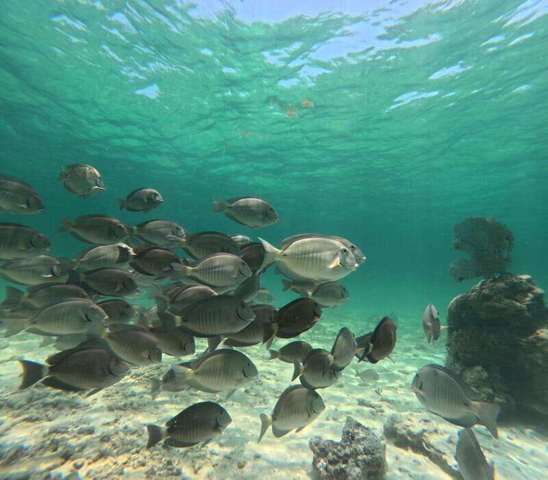 SNORKEL IN TULUM REEF, BOAT RIDE AND CALETA - Who This Tour Fits Best—and Who Should Rethink It