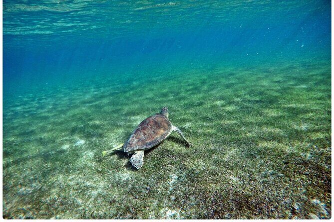 Snorkel Tour! Turtles & Underground Cenote from Playa del Carmen - Snacks, guide energy, and the human touch