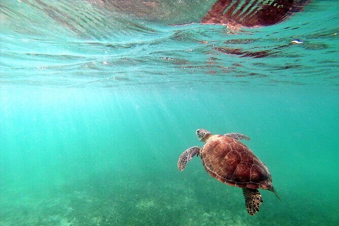 Snorkel Tour! Turtles & Underground Cenote from Playa del Carmen - Price and value: what $116 buys you, and what you still need to budget