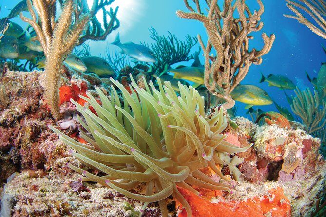 Snorkel Xtreme Cancun - A Full-Day Mix: Ziplining, Rappelling, and Sea-Turtle Snorkeling