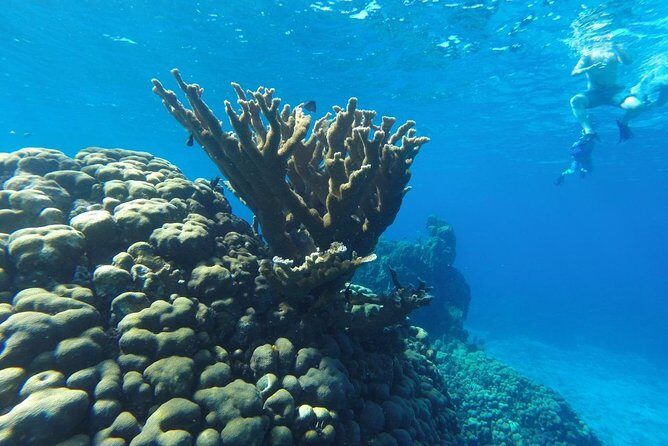 Snorkeling and Beach Club Access in Cozumel with Lunch - Gear, Safety Basics, and How the Guide Actually Helps