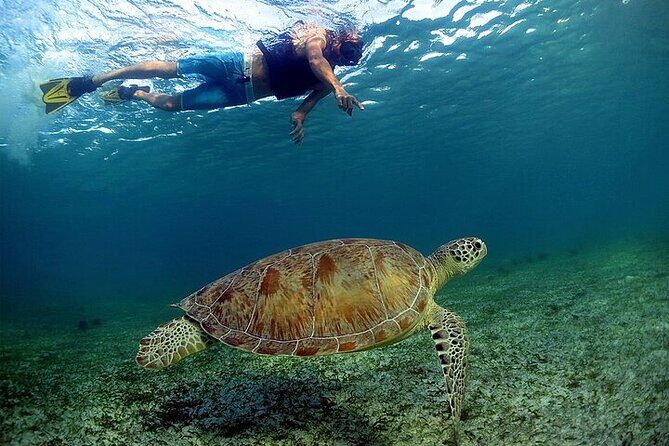 Snorkeling Experience with Turtles in Cenote in Riviera Maya - Jungle cenote swim: stalactites, freshwater, and wetsuit time