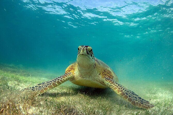 Snorkeling Experience with Turtles in Cenote in Riviera Maya - What to bring (and what to skip) for a smoother snorkel day