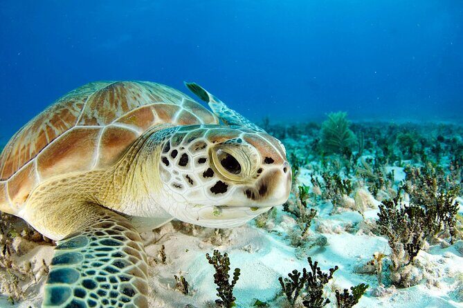 Snorkeling Experience with Turtles in Cenote in Riviera Maya - Who should book this tour (and who should rethink it)