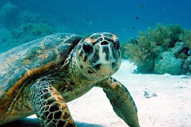 Snorkeling Experience with Turtles in Cenote in Riviera Maya - Turtle sightings and the guarantee that reduces stress