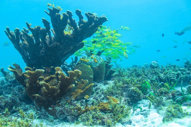 Snorkeling in Isla Mujeres, Luxury Sailing- PRIVILEGE - Price and what you really get for $122