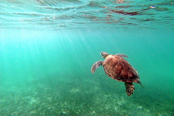 Snorkeling with Turtles and Cenote Tour from Riviera Maya - Why Akumal Turtles and a Cenote Make One Smart 6-Hour Plan