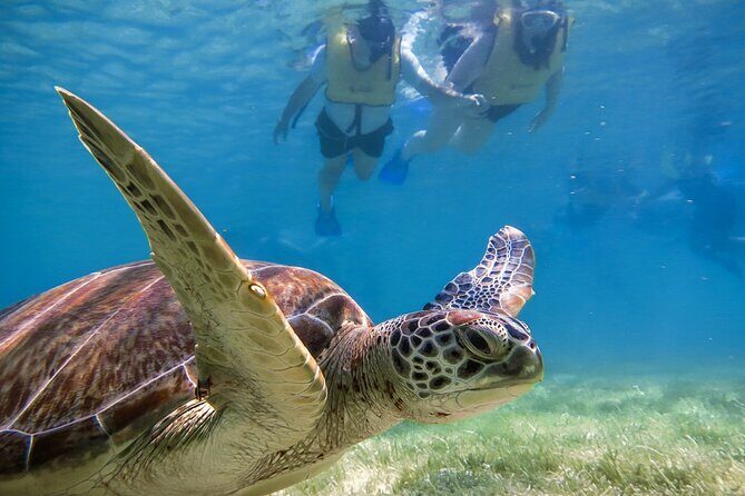 Snorkeling with Turtles and Cenote Tour from Riviera Maya - The Cenote After Snorkeling: Freshwater Caves With a Different Pace