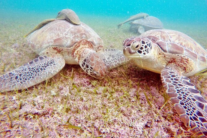 Snorkeling with Turtles and Cenote Tour from Riviera Maya - Practical Tips So You Don’t Lose Time or Frustration