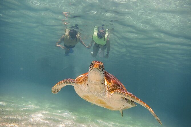Snorkeling with Turtles and Cenote Tour from Riviera Maya - From Your Hotel to Akumal: The Part That Sets the Tone