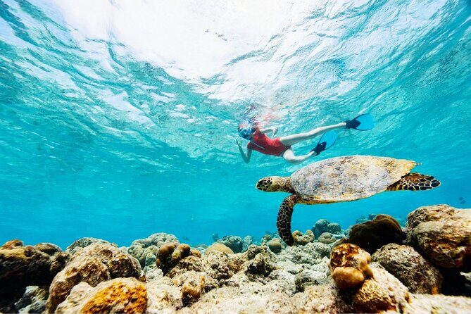 Snorkeling with Turtles and Cenotes - The 7:00 am Flow: Pickup, Group Size, and Timing That Makes Sense