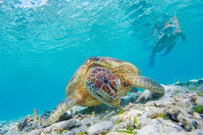 Snorkeling with Turtles and Cenotes - Who Should Book This Tour (and Who Might Skip It)