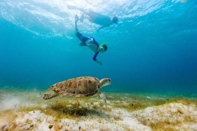 Snorkeling with Turtles and Cenotes - Should You Book This Turtle and Cenote Tour?