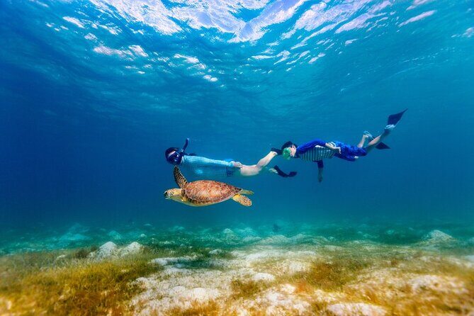 Snorkeling with Turtles and Cenotes - FAQ