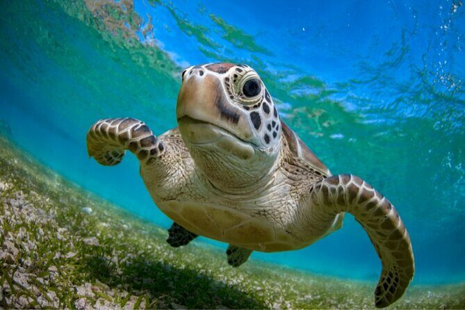 Snorkeling with Turtles and Cenotes - Cenote Caracon: Crystal-Clear Water and Cave-Close Atmosphere