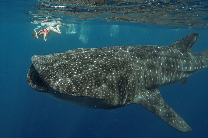 Snorkeling with Whale Sharks - Isla Mujeres - The Pickup-to-Return Reality: Timing, Transit, and What to Plan For