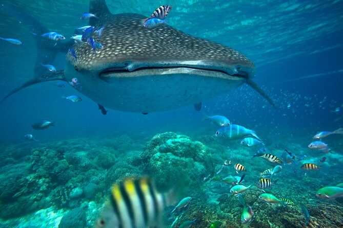 Snorkeling with Whale Sharks - Isla Mujeres - Marina Time: Breakfast, Gear, and Getting Your Body Ready