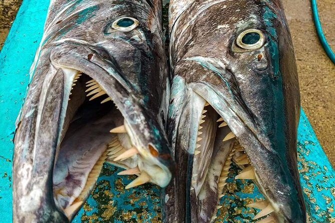 Spearfishing Playa del Carmen or Tulum - Ratings, feedback, and the big trade-offs to consider