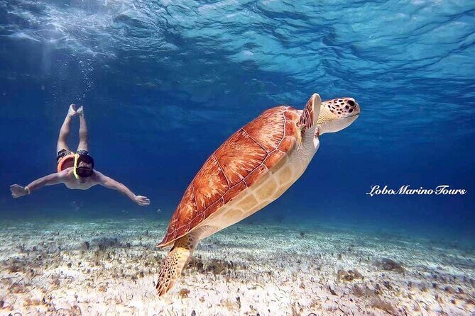 Star and Turtle Sanctuary Snorkeling Tour in Cozumel - Key Points Before You Go