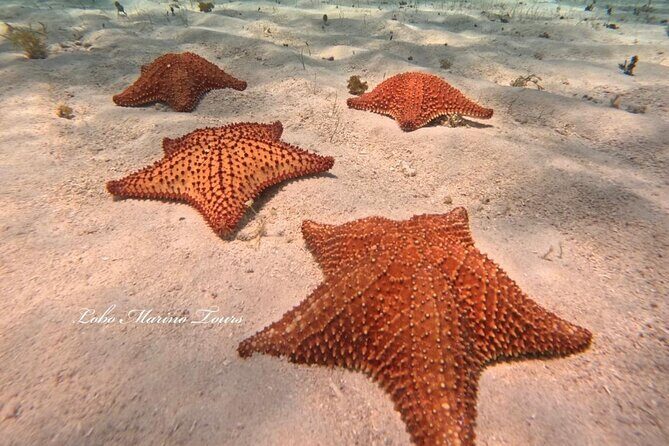 Star and Turtle Sanctuary Snorkeling Tour in Cozumel - Lobo Marino in San Miguel: Where You Meet