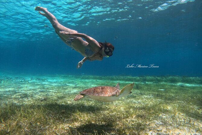 Star and Turtle Sanctuary Snorkeling Tour in Cozumel - Sea Life Highlights: Turtles, Starfish, and Big Possibilities