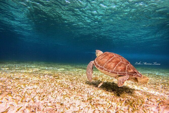 Star and Turtle Sanctuary Snorkeling Tour in Cozumel - Price and Value: Does $65.41 Make Sense?