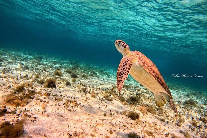 Star and Turtle Sanctuary Snorkeling Tour in Cozumel - Who This Cozumel Tour Fits Best
