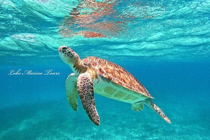 Star and Turtle Sanctuary Snorkeling Tour in Cozumel - The 4-Stop Snorkeling Plan: Lover Reef, Turtles, Starfish, Sky Rest