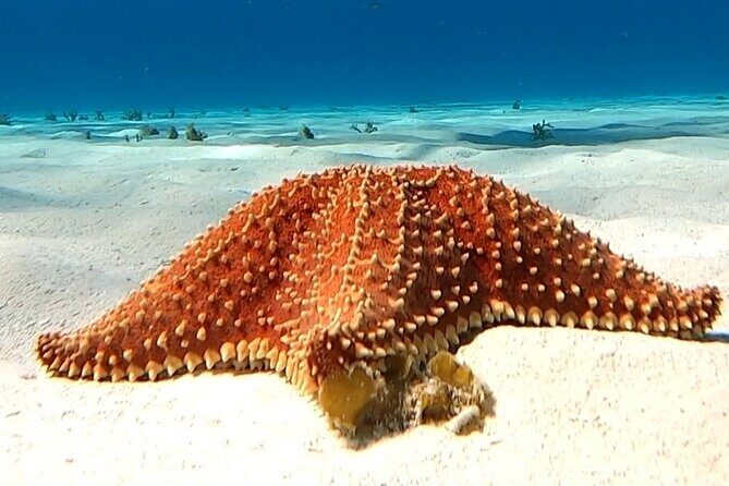 The Cozumel Turtle Sanctuary Snorkel Tour - The Turtle Sanctuary stop: seeing green turtles while staying respectful