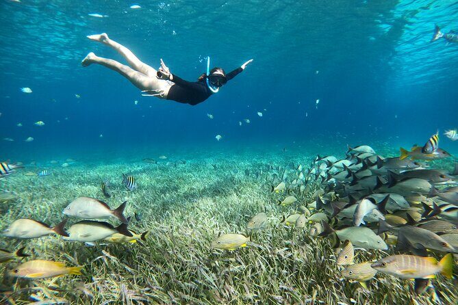 The Cozumel Turtle Sanctuary Snorkel Tour - El Cielo and El Cielito: starfish sands and the “wow” sandbank end