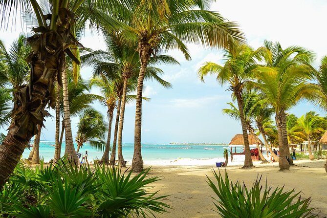 Tortugas & Cenotes Snorkel With Turtles Tour - Tortugas & Cenotes: why this mix works near Tulum