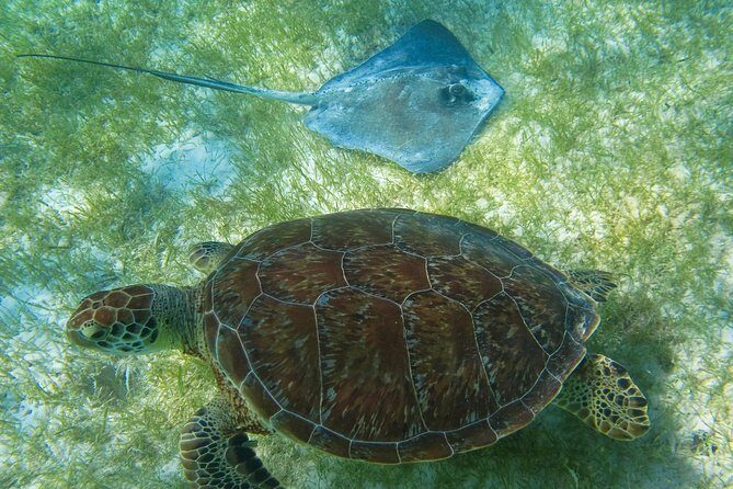 Tortugas & Cenotes Snorkel With Turtles Tour - Stop 1 at Paradise Adventours: briefing, sanity checks, and water rules