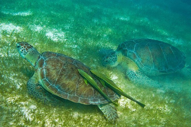 Tortugas & Cenotes Snorkel With Turtles Tour - The cenote swim: underground freshwater and why it feels different