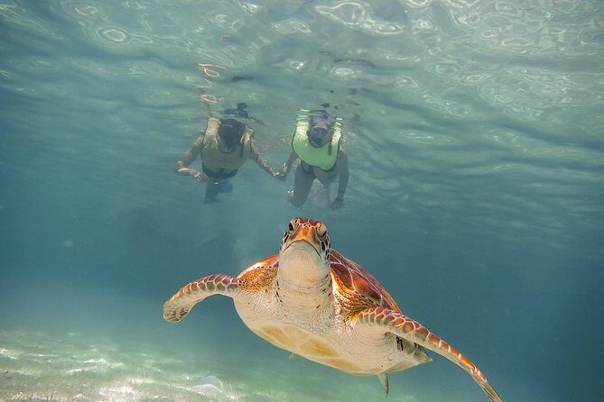Tortugas & Cenotes Snorkel With Turtles Tour - Price, value, and the extra costs you should budget