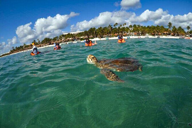 Tour to swim with turtles - Akumal Beach: why turtles show up here