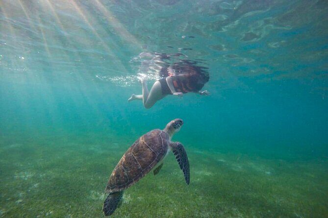 Tour to swim with turtles - Marine life beyond turtles: fish, coral colors, and surprise sightings