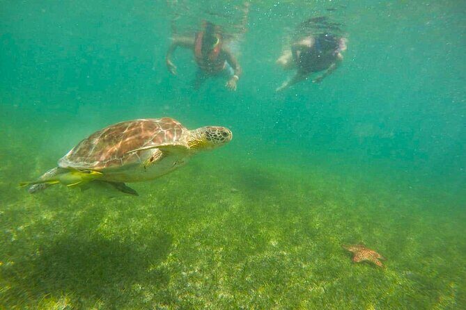 Tour to swim with turtles - Price and value: what you should check before you go