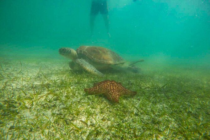 Tour to swim with turtles - Getting it right in the water: safety first, then turtle watching