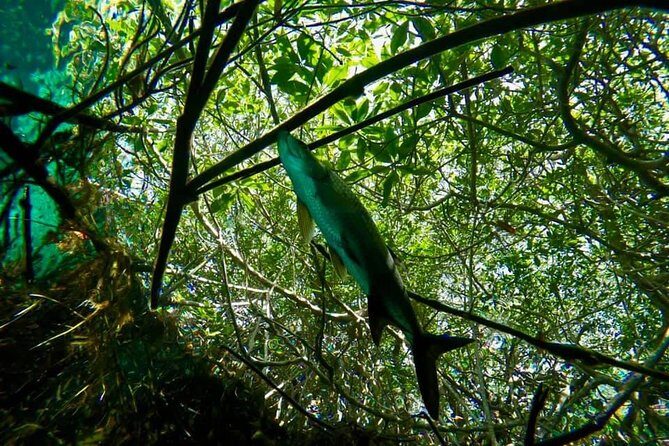 Try dive in beautiful Casa cenote for 2 people - Your private instructor: the difference between trying and learning