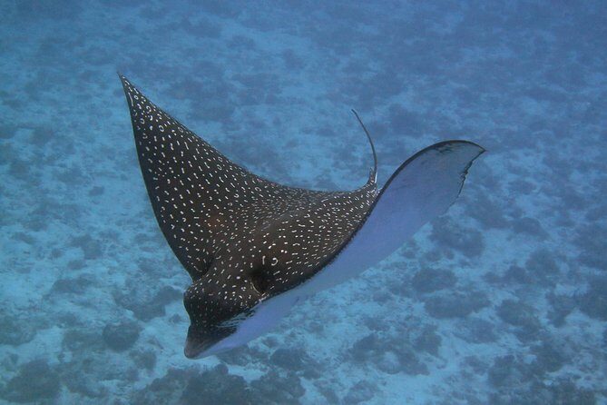 Try dive in Cozumel island - Playa del Carmen to Cozumel: a smooth setup for first-timers