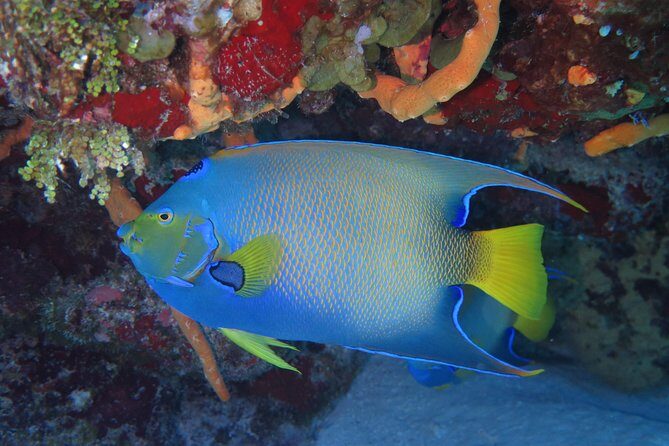 Try dive in Cozumel island - On the boat: coaching starts before you hit the water