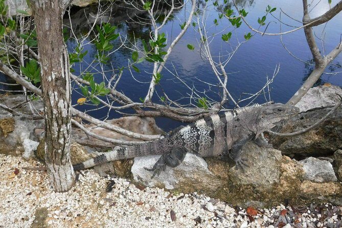 Tulum Adventure (Private, Full Day) - How this full day actually works in Tulum