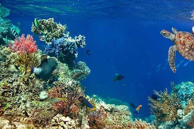 Tulum Area Experiences Guided 2 Tank Scuba Dive Casa Cenote & Barrier Reef-Lunch - Mayan lunch in the middle: cochinita, fruit, and real refuel